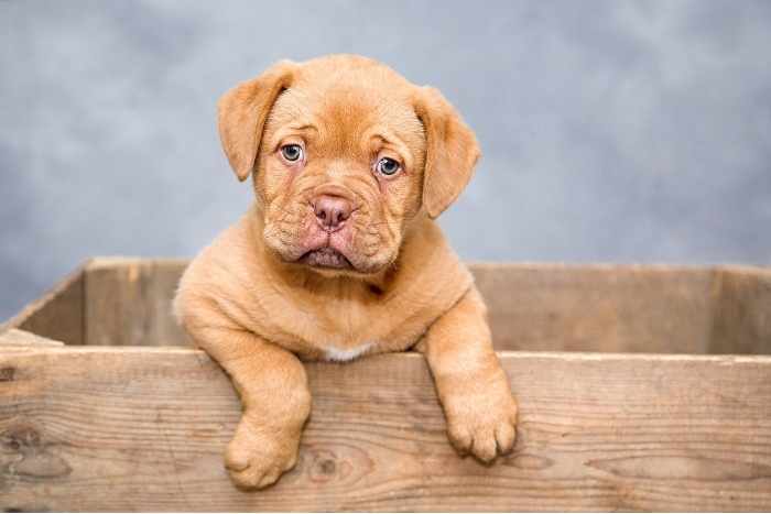 Allevamenti di cani cucciolo