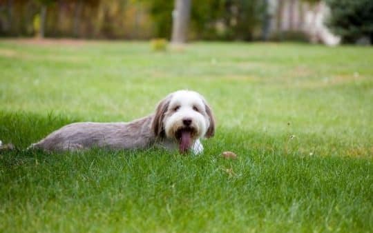 Bearded Collie: caratteristiche, foto di adulti e cuccioli