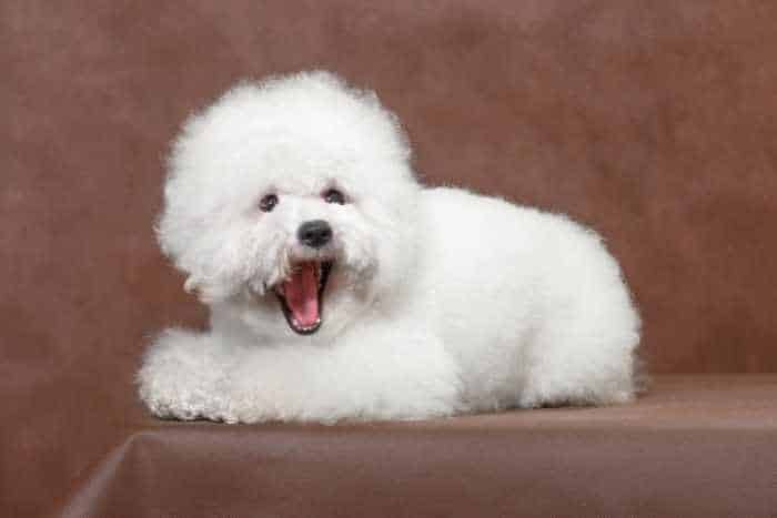 Foto di cane bichon a poil frise