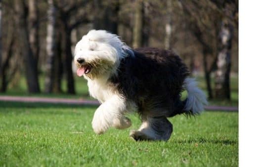 Bobtail cane