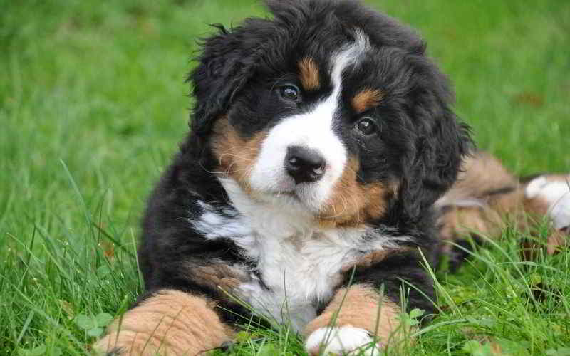 cane Bovaro Bernese