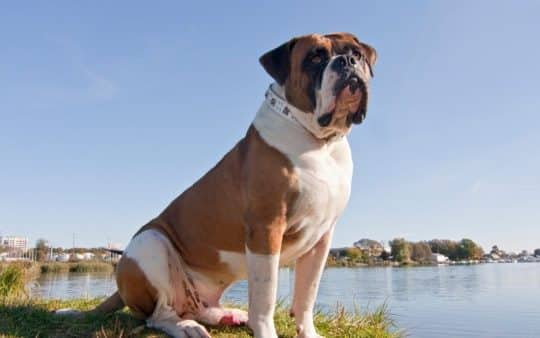 Bulldog americano