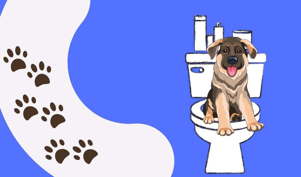 come addestrare un cane