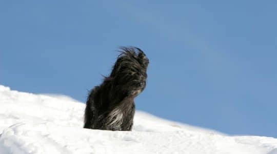 Cane mastino dei Pirenei