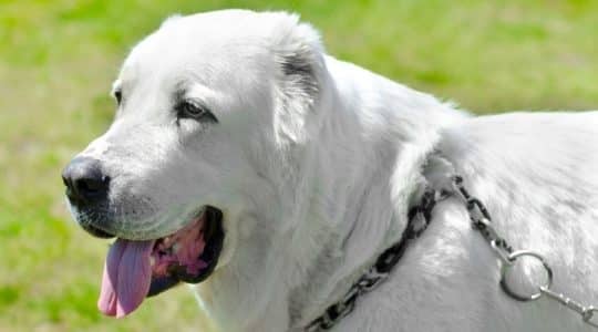 Cane Pastore dell’Asia centrale