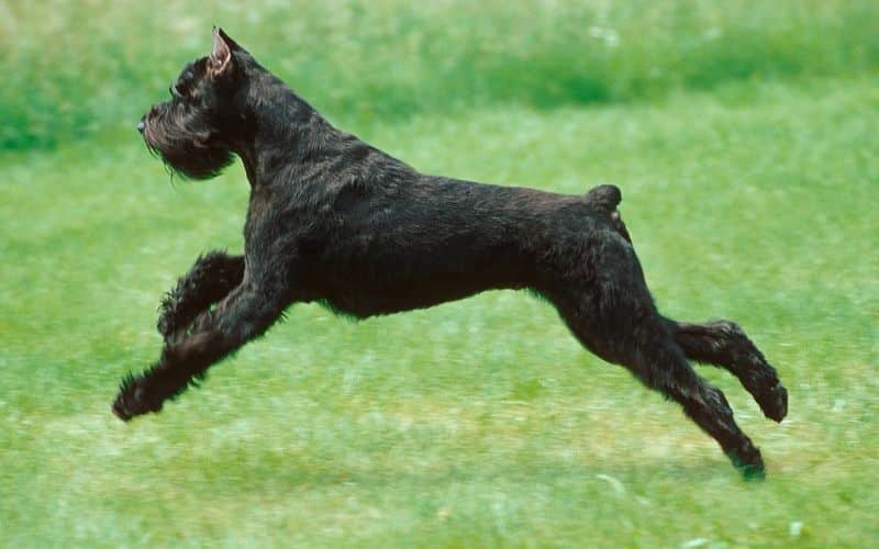 Cane Schnauzer gigante foto