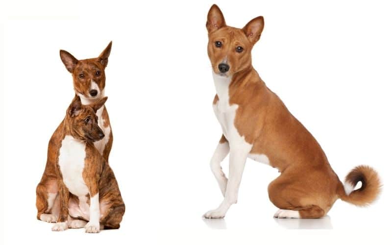 Cane basenji