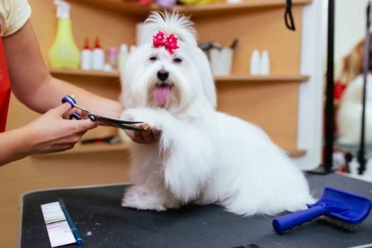Come toelettare un Maltese