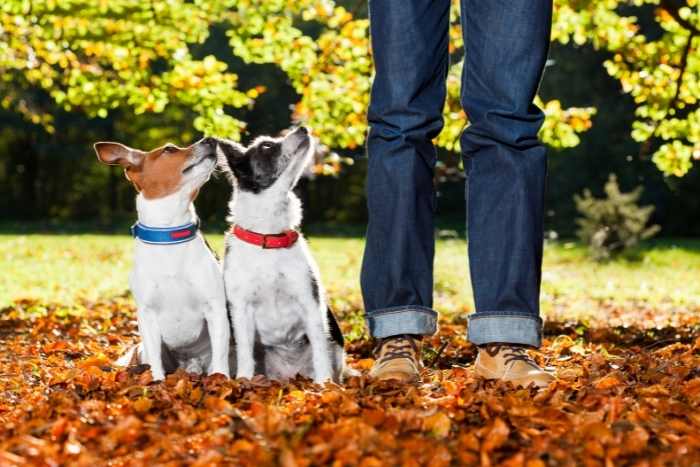 Educatore cinofilo con cani