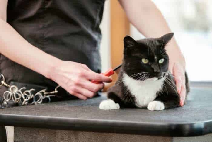 Foto di toelettatura gatto