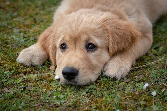 GOLDEN RETRIVIER CUCCIOLI E ADULTI FOTO