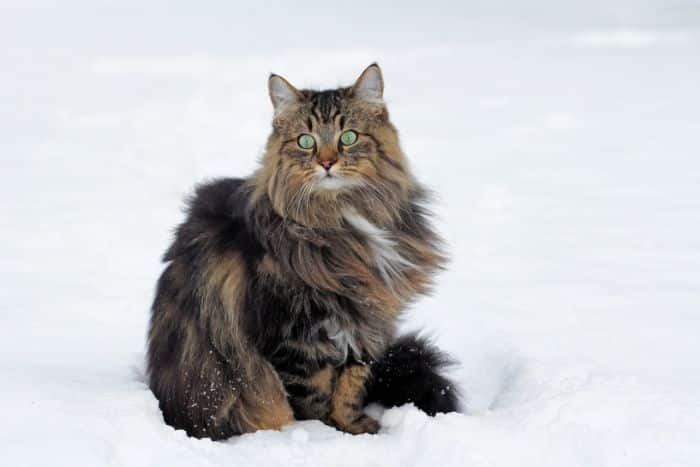 Foto di gatto delle foreste norvegesi