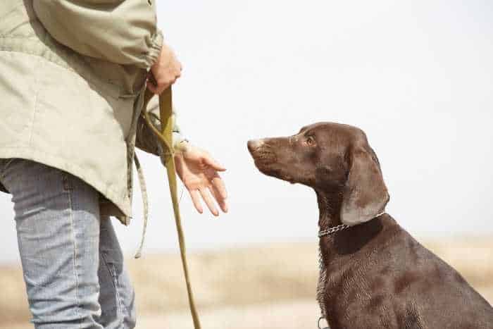 Addestratore cani da caccia