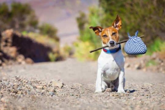 Cani smarriti