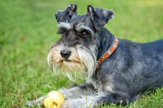 Zwergschnauzer
