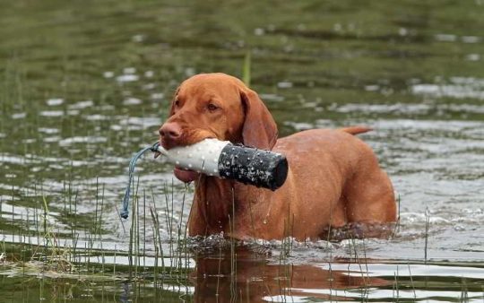 Vizsla – Bracco ungherese a pelo corto. Scopri la razza