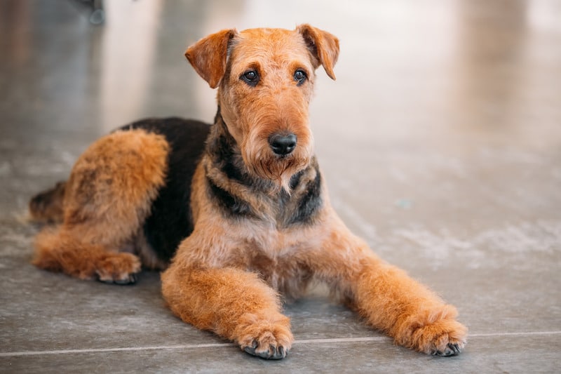airedale sdraiato