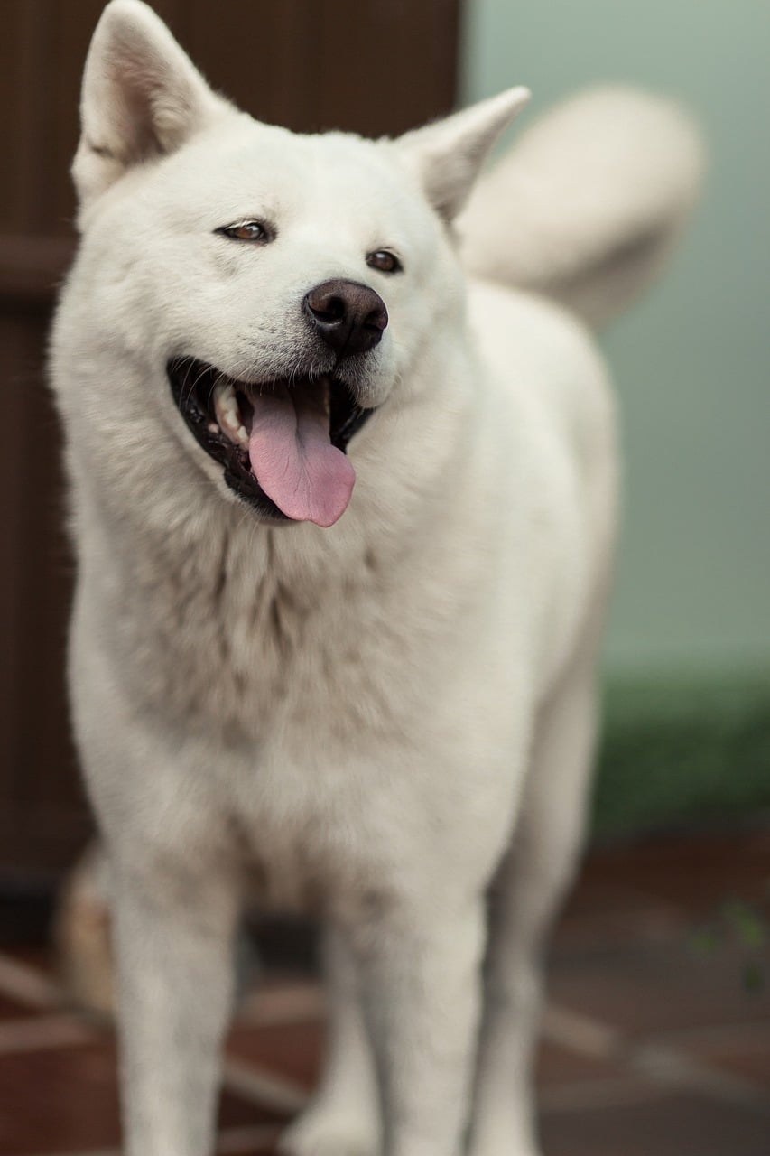 foto akita inu bianco