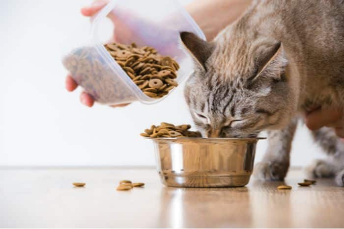 Foto alimentazione animale