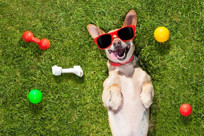 benessere del cane