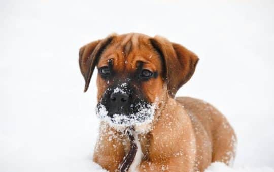 cane bullmastiff