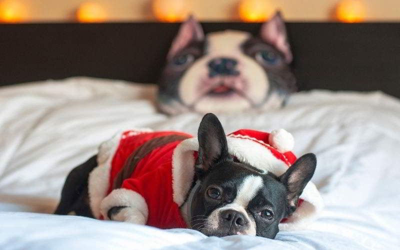 cane boston terrier