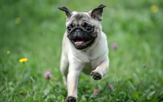 Carlino
