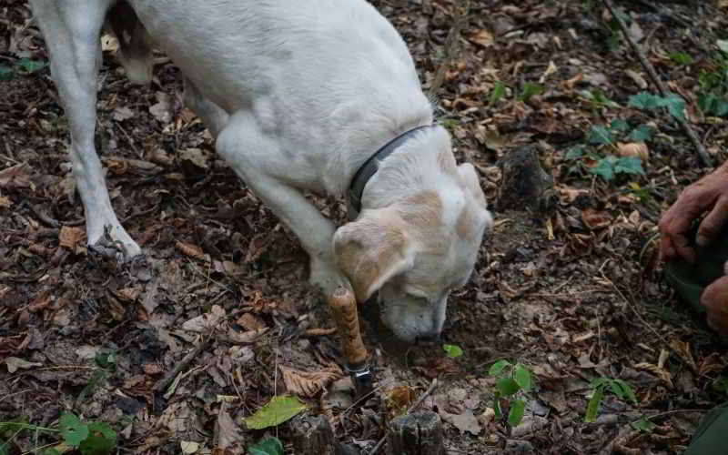 migliori razze di cane da tartufo