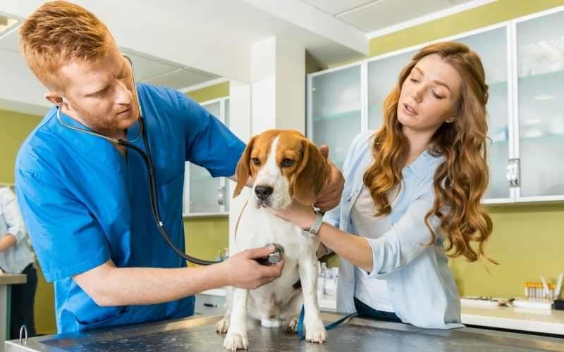 Malassezia del cane