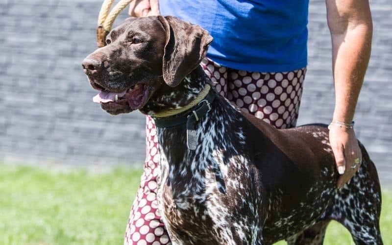 cane setter foto