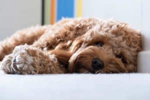 cane cavapoo foto 