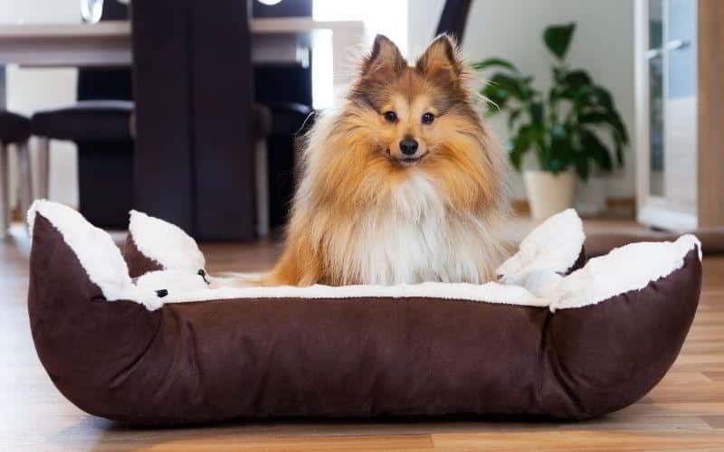 migliori cucce per cani