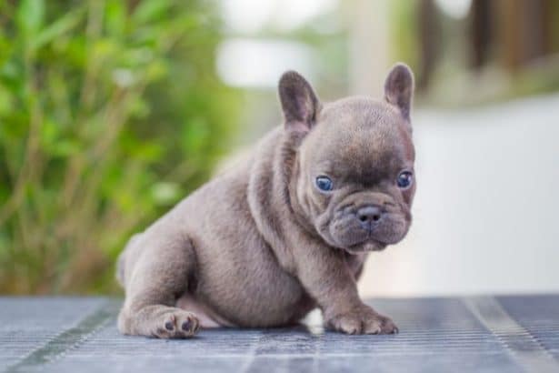 Nomi per Bulldog