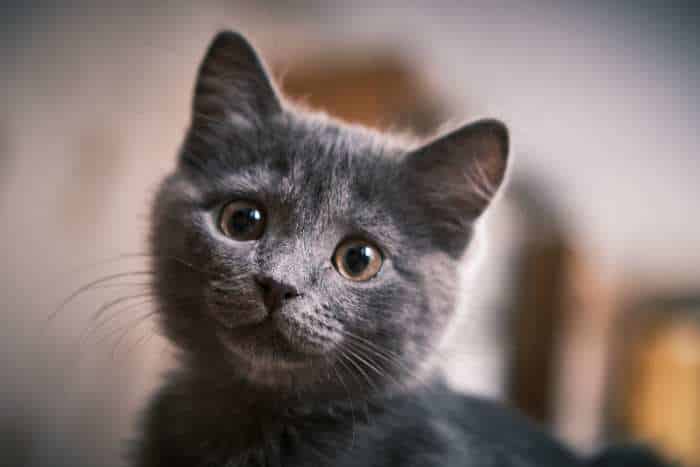 Foto di gatto