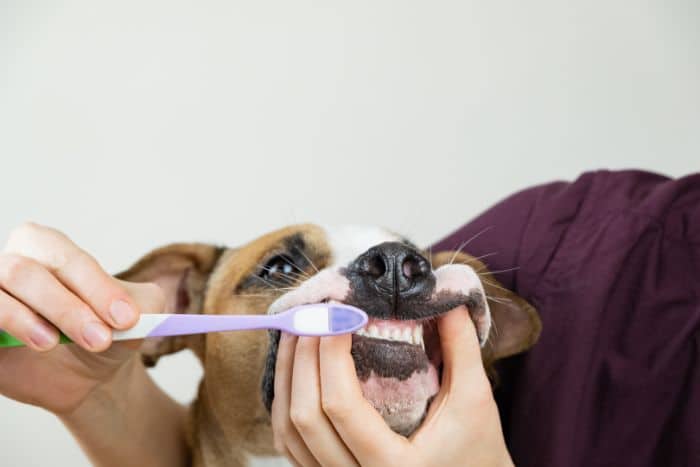 Cura dei denti animali