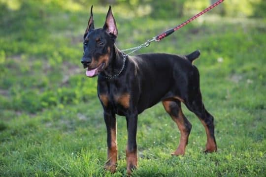 Cane Doberman: carattere, addestramento