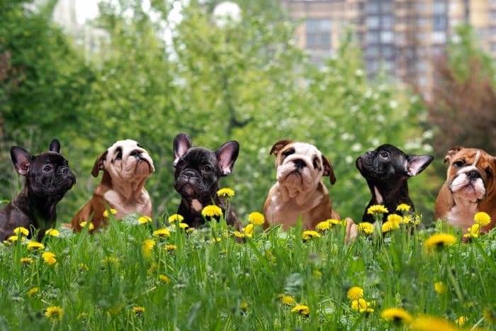Foto di bulldog francesi e inglesi