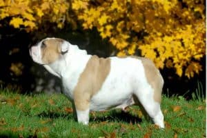 Foto bulldog inglese adulto 