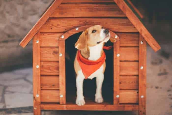 foto di cuccia per cani