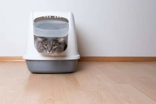 Lettiere per gatti