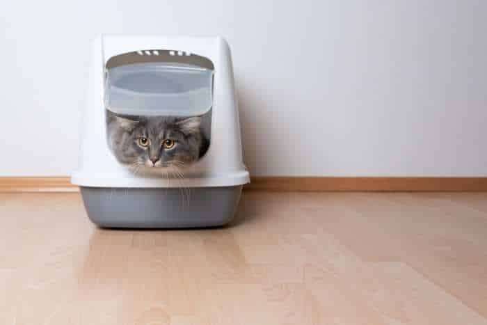 Immagine di lettiera per gatti