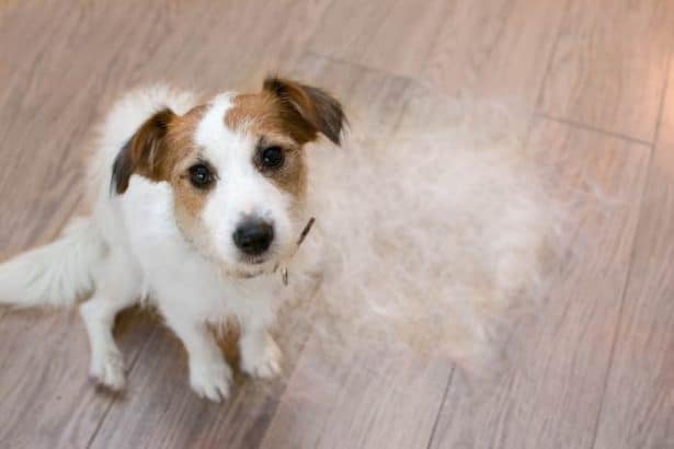 Quali cani non perdono il pelo?