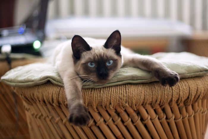 esempio di gatto da appartamento foto