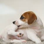 come uccidere le pulci del cane e del gatto