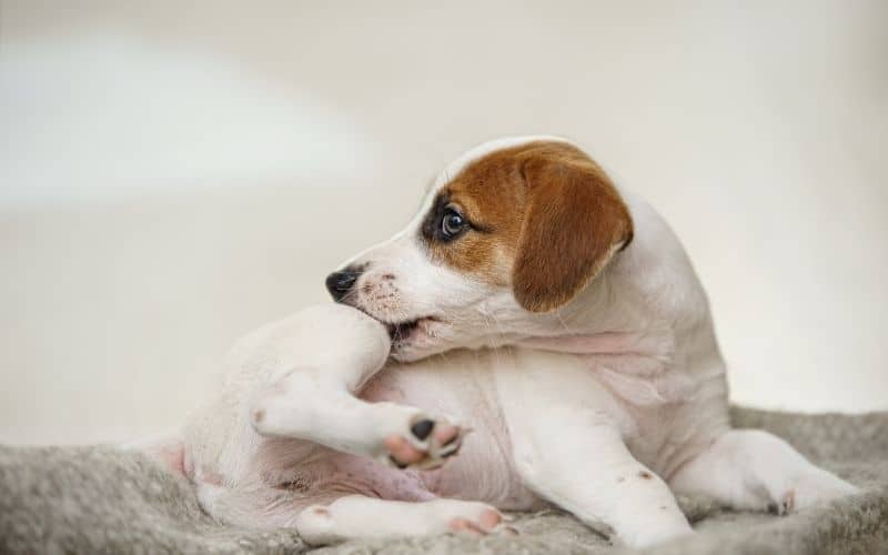 come uccidere le pulci del cane e del gatto