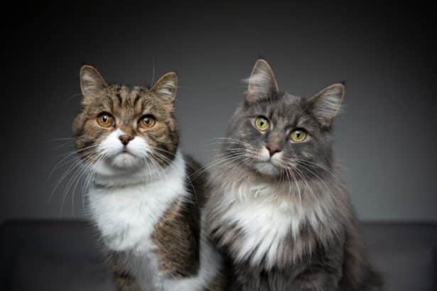 Quali sono i gatti da appartamento?
