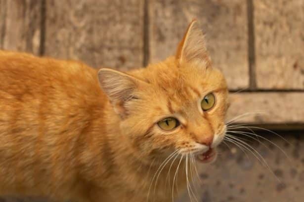 Perché il gatto miagola?