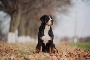 cane bovaro foto