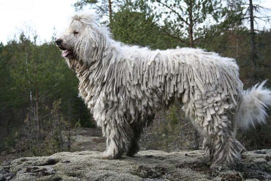 Komondor cuccioli e adulti: tutto ciò che devi sapere