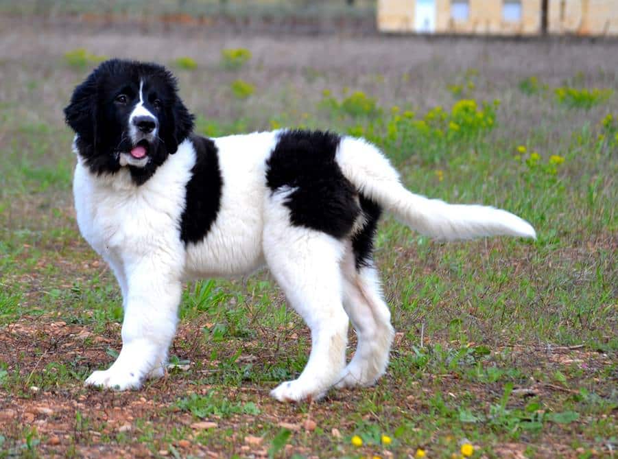 LANDSEER FOTO CUCCIOLI E ADULTI